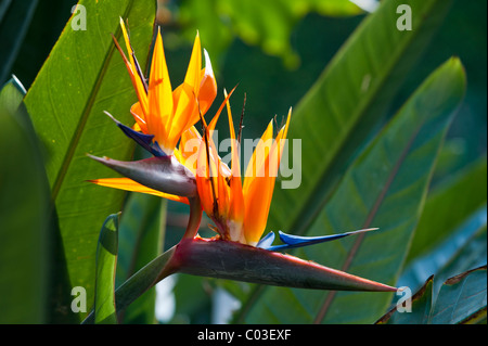 Oiseau de paradis (Strelitzia) fleurs Banque D'Images