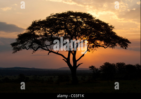 Umbrella Thorn Acacia (Acacia tortilis) au coucher du soleil dans le Serengeti, Tanzanie, Afrique du Sud Banque D'Images