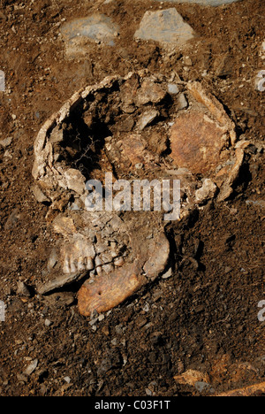 Crâne dans l' ' ' ' site archéologique Domus Chao Samartin ' Asturies espagne Banque D'Images