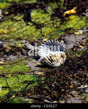 Une coquille Saint-Jacques avec des algues sur la plage à Ocracoke, North Carolina Banque D'Images