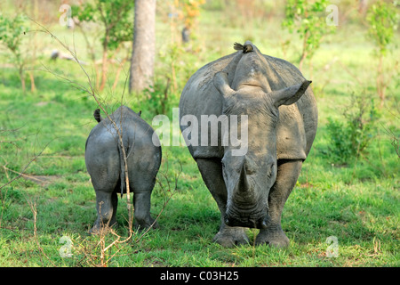 Rhinocéros blanc ou Square-lipped rhinoceros (Ceratotherium simum), avec de jeunes adultes de sexe féminin, Sabisabi Private Game Reserve Banque D'Images