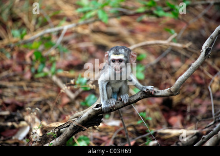 Un singe, singe grivet (Cercopithecus aethiops), les jeunes, Kruger National Park, Afrique du Sud, l'Afrique Banque D'Images