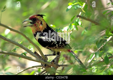 Barbican Promépic (Trachyphonus vaillantii), des profils dans l'arbre, Kruger National Park, Afrique du Sud, l'Afrique Banque D'Images