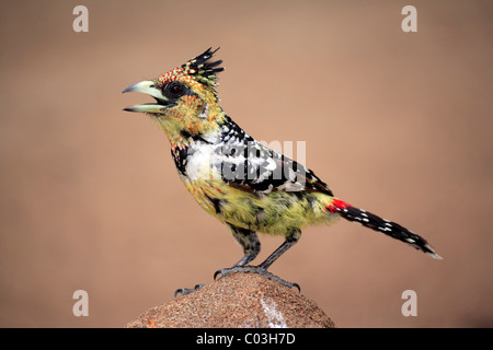 Barbican Promépic (Trachyphonus vaillantii), des profils sur la roche, Kruger National Park, Afrique du Sud, l'Afrique Banque D'Images