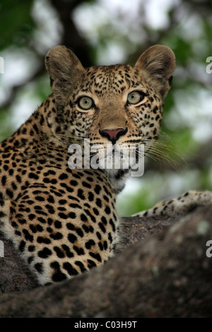 Leopard (Panthera pardus), des profils sur l'arbre, Sabisabi Private Game Reserve, Kruger National Park, Afrique du Sud, l'Afrique Banque D'Images