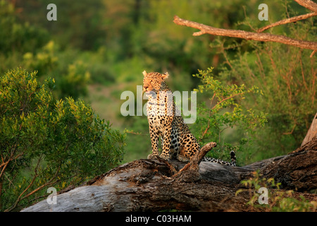 Leopard (Panthera pardus), des profils sur l'arbre, Sabisabi Private Game Reserve, Kruger National Park, Afrique du Sud, l'Afrique Banque D'Images