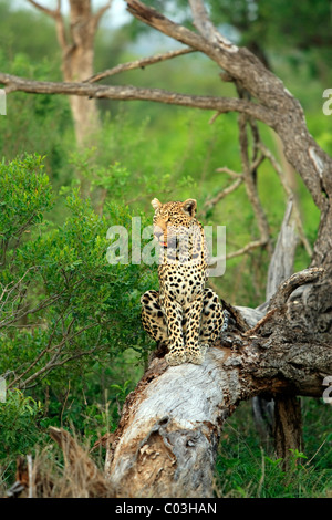 Leopard (Panthera pardus), des profils sur l'arbre, Sabisabi Private Game Reserve, Kruger National Park, Afrique du Sud, l'Afrique Banque D'Images