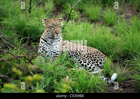 Leopard (Panthera pardus), adulte, au repos Sabisabi Private Game Reserve, Kruger National Park, Afrique du Sud, l'Afrique Banque D'Images