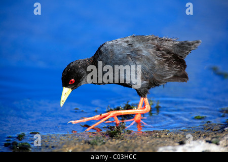 Butor d'Afrique (Amaurornis flavirostris), des profils de nourriture dans l'eau, le Parc National Kruger, Afrique du Sud, l'Afrique Banque D'Images