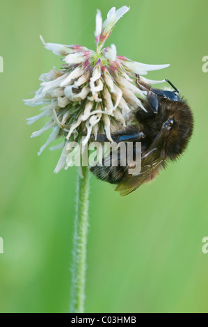 Bourdon (Bombus) sur le trèfle blanc Banque D'Images