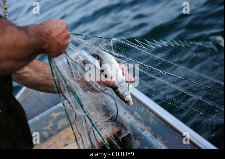 Le pêcheur Johann Strobl casting pour pêcher sur le Lac de Starnberg, Fuenfseenland salon, Haute-Bavière, Bavaria, Germany, Europe Banque D'Images