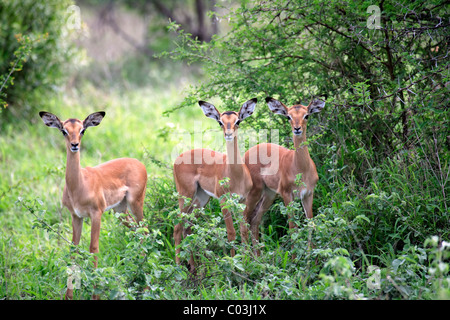 Impala (Aepyceros melampus), les jeunes, Kruger National Park, Afrique du Sud, l'Afrique Banque D'Images