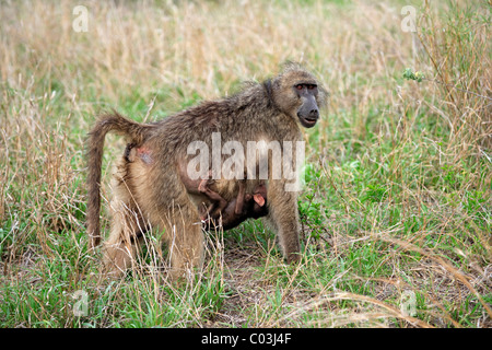 Babouin Chacma (Papio ursinus), adulte, femme avec de jeunes accroché sur son estomac, Kruger National Park, Afrique du Sud, l'Afrique Banque D'Images