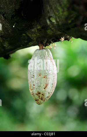 Cacao (Theobroma cacao), des fruits sur l'arbre pod, de Singapour, de l'Asie Banque D'Images