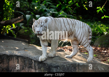 Tigre du Bengale (Panthera tigris tigris), adulte, l'Inde, l'Asie Banque D'Images