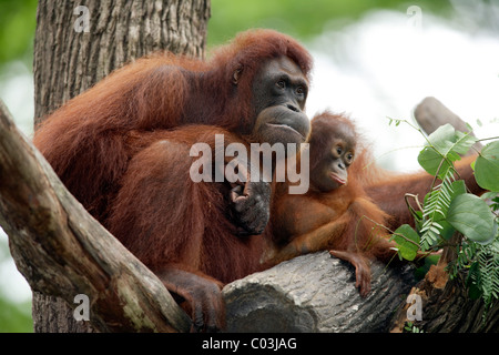 Orang-outan (Pongo pygmaeus), avec de jeunes adultes de sexe féminin dans un arbre, l'Asie Banque D'Images