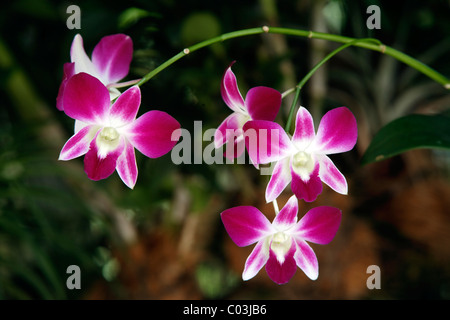 Orchidée Vanda, Singapour, l'Asie Banque D'Images