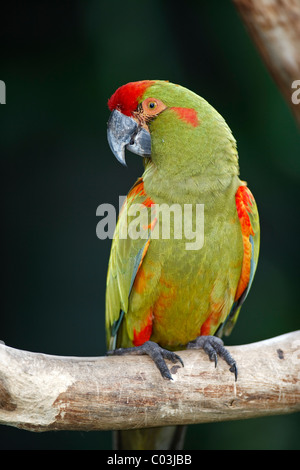 Ara à front rouge (Ara rubrogenys), d'oiseaux adultes dans un arbre, l'Amérique du Sud Banque D'Images