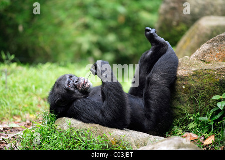 L'Afrique centrale (Pan troglodytes troglodytes) mâles adultes, de mensonge, de l'Afrique Banque D'Images