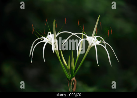 Spider Lily (Hymenocallis occidentalis), fleur, Amérique du Nord Banque D'Images