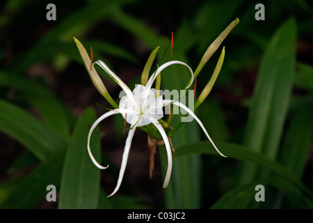 Spider Lily (Hymenocallis occidentalis), fleur, Amérique du Nord Banque D'Images