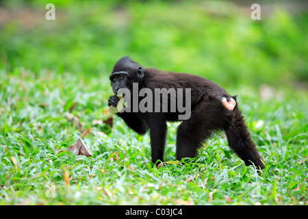 Les Célèbes Crested Macaque (Macaca nigra), la manger, Sulawesi, Océan Pacifique Banque D'Images