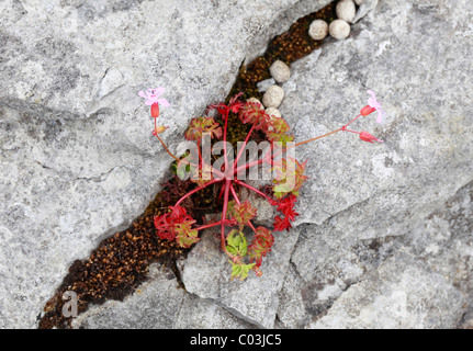 Herb Robert, Red Robin (Géranium robertianum) en crevasses, le Burren, comté de Clare, Irlande, Europe Banque D'Images