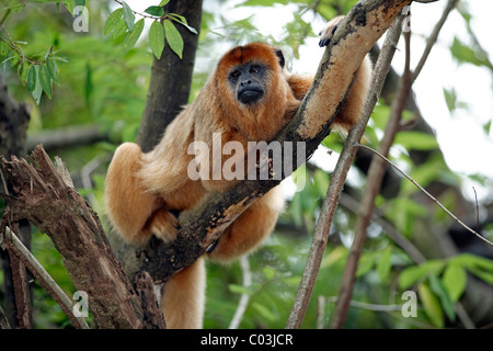 Hurleurs Alouatta caraya (noir), les femmes adultes au repos dans un arbre, l'Amérique du Sud Banque D'Images