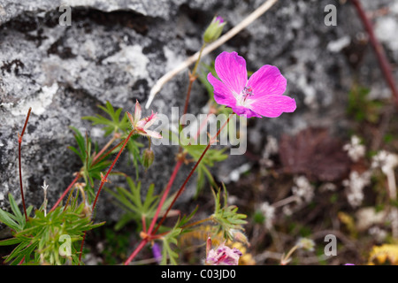Géranium sanguin (Geranium sanguineum), le Burren, comté de Clare, Irlande, Europe Banque D'Images