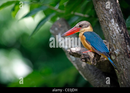 Stork-billed Kingfisher (Pelargopsis capensis), d'oiseaux adultes dans un arbre, à Singapour, en Asie Banque D'Images