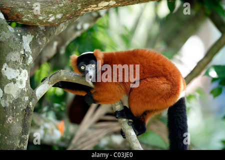 La Gélinotte rouge Le Varecia rubra (Lemur), des profils dans un arbre, Madagascar, Afrique Banque D'Images