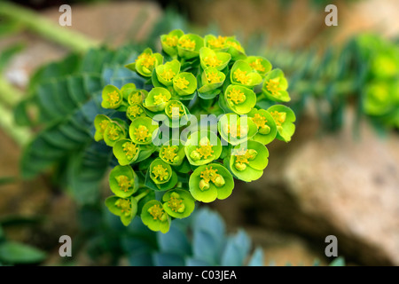 L'euphorbe ésule (Euphorbia myrsinites myrte), l'Allemagne, de l'Europe Banque D'Images