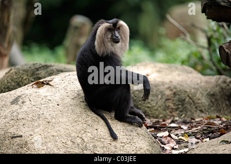 Lion-tailed Macaque (Macaca silène), adulte, l'Inde, l'Asie Banque D'Images