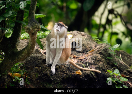 White-nosed Patas (Erythrocebus patas singe pyrrhonotus), adulte, Tanzania, Africa Banque D'Images