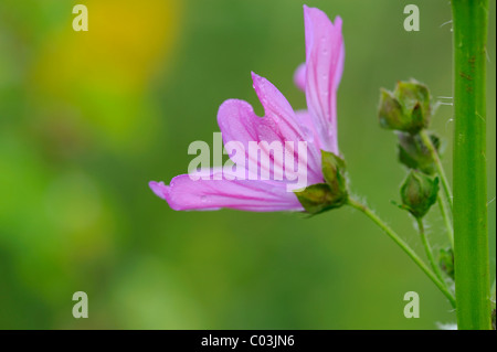 Plus de musc-mallow ou mauve la mauve (Malva alcea), la floraison Banque D'Images