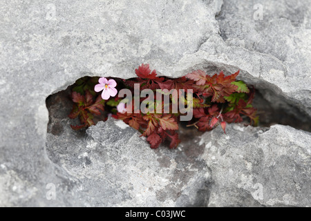 Herb Robert ou Red Robin (Geranium robertianum) dans les crevasses, le Burren, comté de Clare, Irlande, Europe Banque D'Images