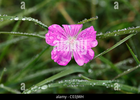 Fleur de géranium sanguin (Geranium sanguineum) avec la rosée, Burren, Irlande, Europe Banque D'Images