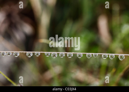 Gouttes d'eau sur un brin d'herbe, de l'Irlande, Europe Banque D'Images