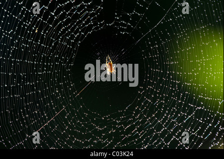 Dans une araignée araignée avec de petites gouttes d'eau Banque D'Images