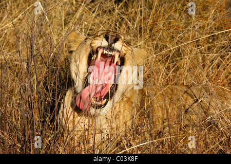 Le bâillement Lioness (Panthera leo) montrant ses dents, Madikwe Game Reserve, Afrique du Sud Banque D'Images