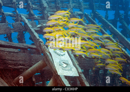 Goatfish Mulloidichthys vanicolensis (albacore), Marsa Alam, Egypte, Afrique du Sud Banque D'Images