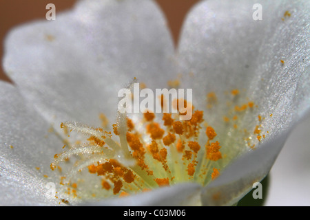 Fleur blanche en mode macro Banque D'Images