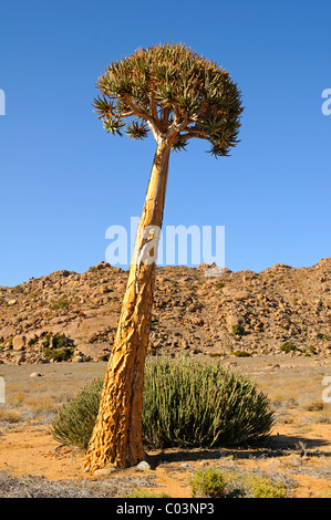 Arbre solitaire de l'Aloès, l'Aloe dichotoma, Goegap Nature Reserve, le Namaqualand, Afrique du Sud Banque D'Images
