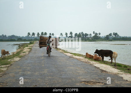 Un vendeur de bois transportant une lourde charge de bois sur son vélo, Jaffna Sri Lanka Banque D'Images