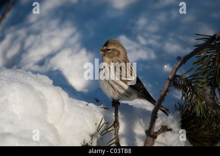 (Carduelis flammea Common Redpol), Banque D'Images