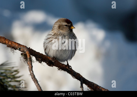 (Carduelis hornemanni Redpol arctique) Banque D'Images