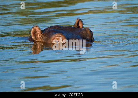 Close-up de surfaçage d'hippopotame Banque D'Images