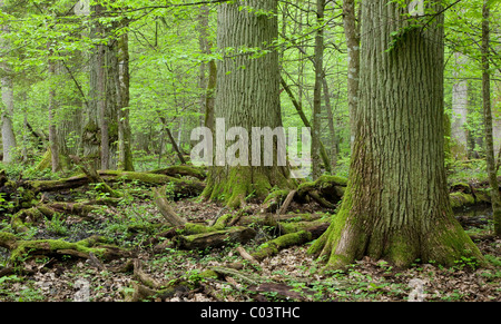 Trois chênes géants dans la forêt naturelle et le bois mort en premier plan Banque D'Images