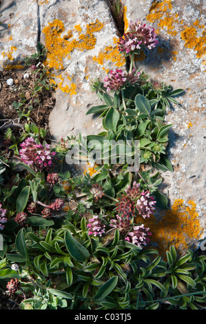 La vesce de rein de la Méditerranée (Anthyllis vulneraria subs. maura) Banque D'Images