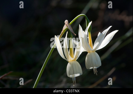 Angel's Tears (Narcissus triandrus ssp. triandrus) Banque D'Images